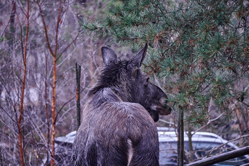 Moose visited in the yard outside Stockholm