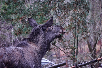 Moose visited in the yard outside Stockholm
