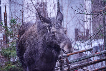 Moose visited in the yard outside Stockholm