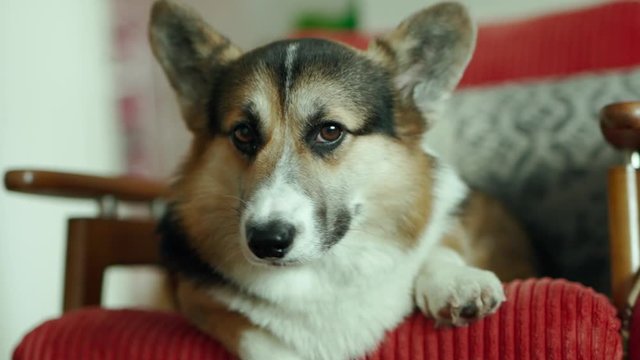 funny cute tricolor dog Welsh Corgi breed luing on the chair at home and waiting for family. slow motion stok footage