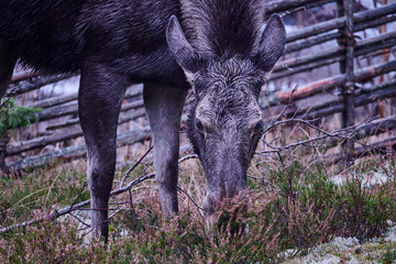 Moose visited in the yard outside Stockholm