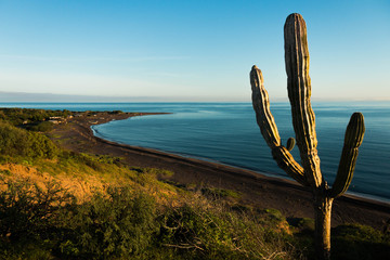 Cactus en paisaje de mar