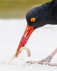 American oystercatcher pulls on a worm - closeup