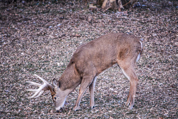 King of the Woods