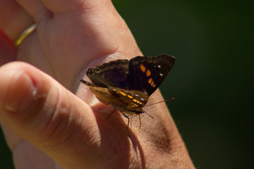 mariposa posada en mano