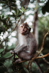 monkey in a tree, portret green and beautiful monkey, bali 