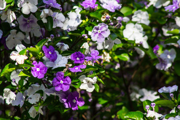 flor, naturaleza, flor, rosa, primavera, huerta