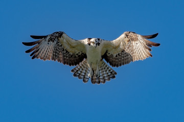 Osprey hovers over searching for food 