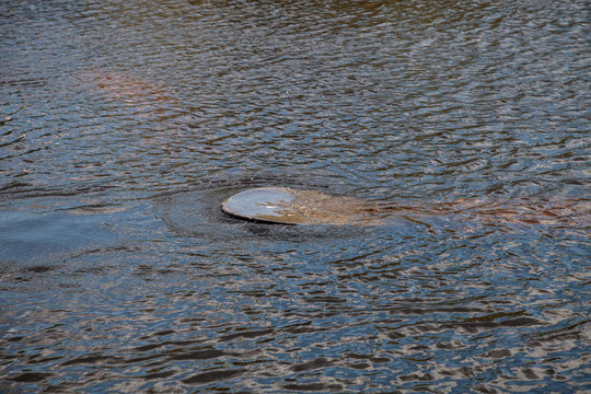 Flat Tail Of A Manatee Trichechus Manatus Latirostris