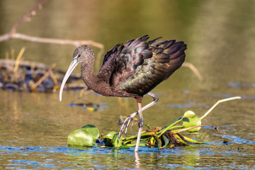 Glossy ibis is a brown bird with iridescent feathers when in the sunlight