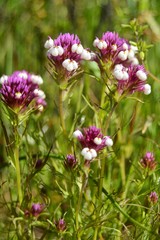 Pink Clover Wildflowers
