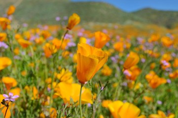 California Poppies
