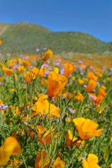 California Poppy Field