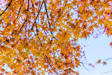 紅葉するモミジ