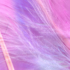 Macro photo of a purple feather of a tropical bird,