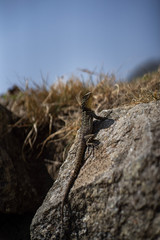 lizard on rock