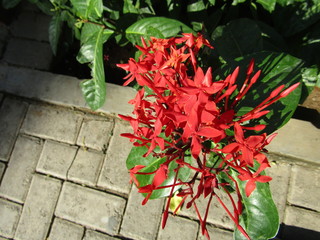 Close up of bouquet Beautiful Pink Orange Bunga Soka or Asoka or King Ixora flower chinensis...