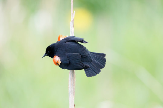 Red winged black bird showing it colorful wings