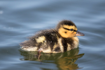 Ducking learning how to swim