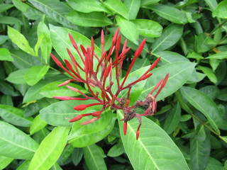 Close up of bouquet Beautiful Pink Orange Bunga Soka or Asoka or King Ixora flower chinensis blooming in garden. Red spike flower, Rubiaceae, Ixora coccinea, soka, ki soka, pechah priok todong periok