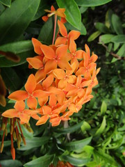 Many Bright Fresh beauty Bouquet Beautiful Bunga ki Soka or Asoka or King Ixora flowers chinensis blooming in garden. Red spike flower. Tropical flora Meadow lush foliage tree at park greenery leaves.