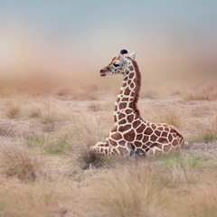 Young Giraffe resting