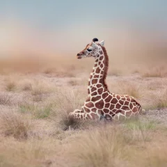Rolgordijnen Young Giraffe resting © SunnyS