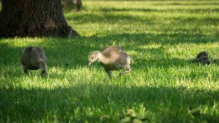 Family of Geese #3