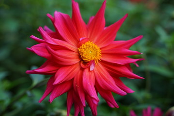 Obraz premium ダリア