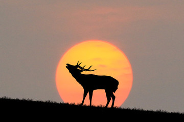 silhouette   deer on meadow during sunrise