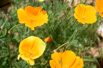 Fototapeta premium Summer Flowers #6