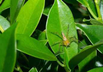 Macro insect on the leaves with the  green theme 