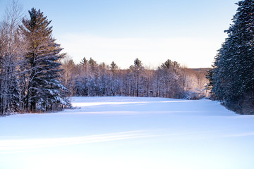 Morning sunlight coming through a  forest after a snowstorm