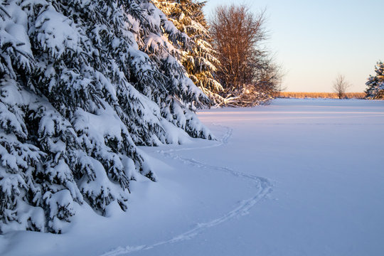 Animal tracks in the deep snow next to a forest