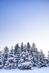 Pine trees covered with a blanket of snow in December with copy space