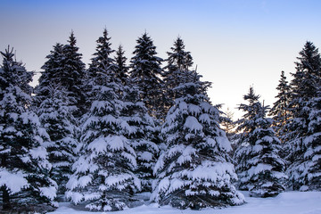 Fototapeta na wymiar Snow covered pine trees in Wisconsin during December