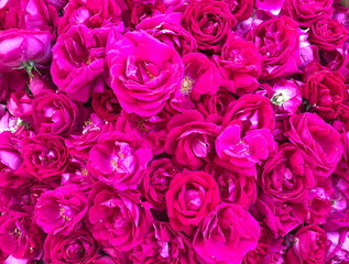 Close up Pink rose petals background,