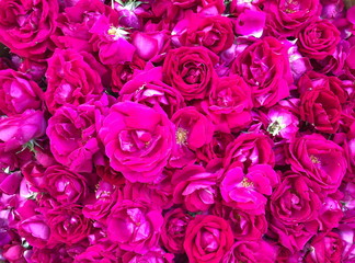 Close up Pink rose petals background,