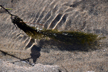 A piece of algae flowing water