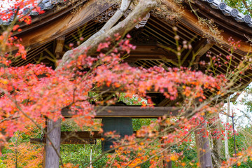 Fototapeta na wymiar 紅葉するモミジと寺の鐘