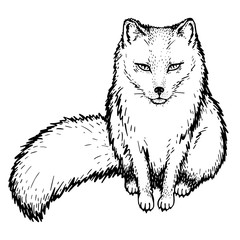 A sketch of a charming arctic fox.