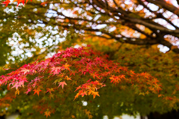 紅葉するモミジ