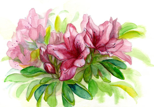 Azalea flowers painted in watercolor