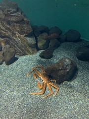 Snow crab and pacific halibut at a aquarium in Alaska 