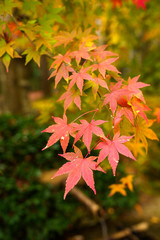 紅葉するモミジ