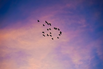 flock of birds flying in sunset