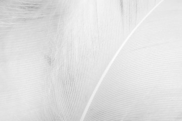 Beautiful macro white feather swan pattern texture background