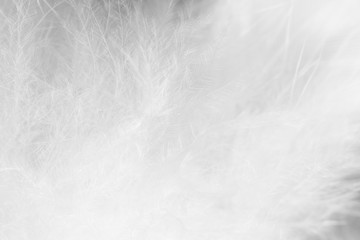 Beautiful macro white feather swan pattern texture background