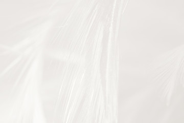 Obraz premium Beautiful white feather texture pattern background