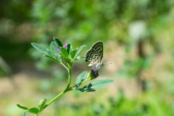 Small Butterfly On Green Grass Plant With Green Background In Park Outdoors Photography
